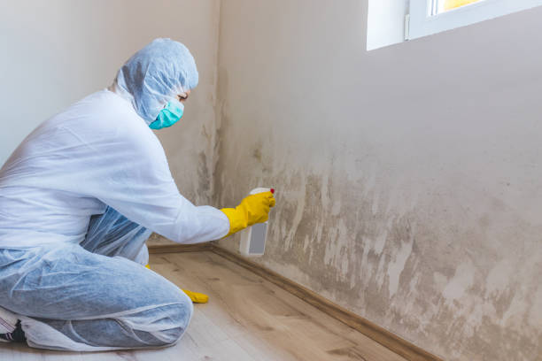 Licensed Black Mold Removal service in Wynnewood, PA - WQB Mold Removal