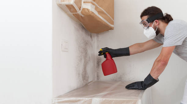 Professional Black Mold Removal technician working in Wynnewood, PA