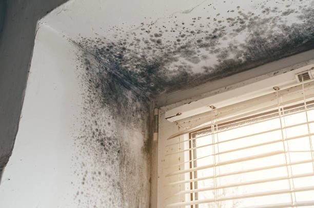 Affordable Black Mold Removal solutions in Wynnewood, PA